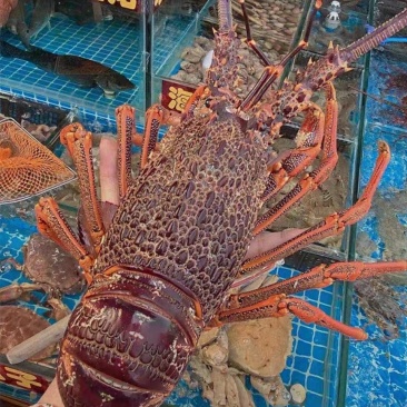 鲜活澳龙海鲜水产超大澳龙澳洲大龙虾澳大利亚大奥龙红龙