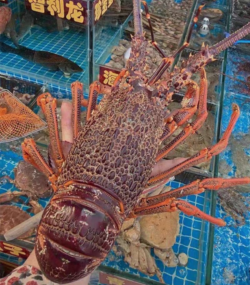 鲜活澳龙海鲜水产超大澳龙澳洲大龙虾澳大利亚大奥龙红龙