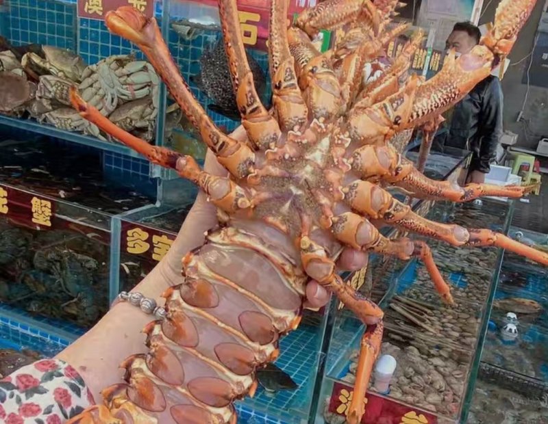 鲜活澳龙海鲜水产超大澳龙澳洲大龙虾澳大利亚大奥龙红龙