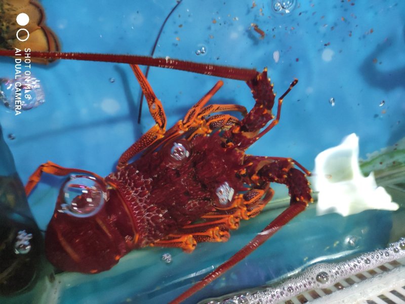 鲜活澳龙海鲜水产超大澳龙澳洲大龙虾澳大利亚大奥龙红龙
