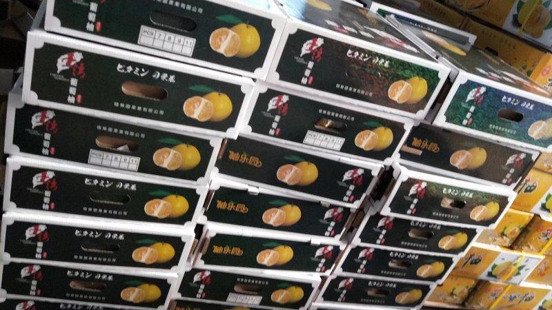 福建省平和县坂仔镇葡萄柚