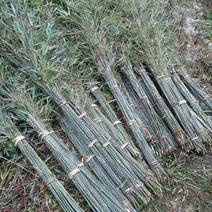 产地常年大量供应各种规格实心竹扫把