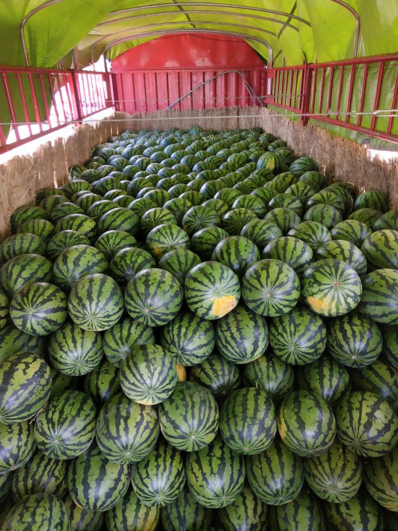 陕西甜王西瓜万亩西瓜基地产地直供/货源充足/大量供应