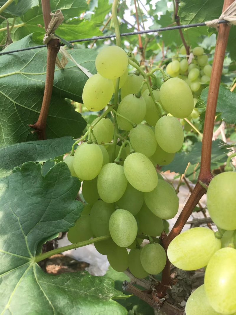 大棚葡萄