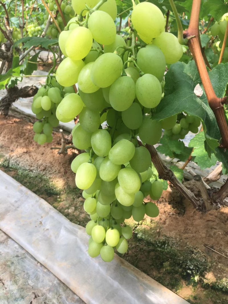大棚葡萄
