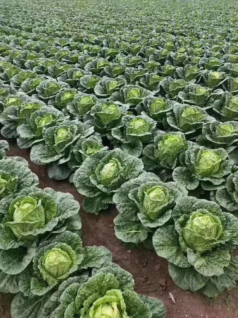 富硒苞菜扁包菜万亩基地任君选购一手货源，量大从优。