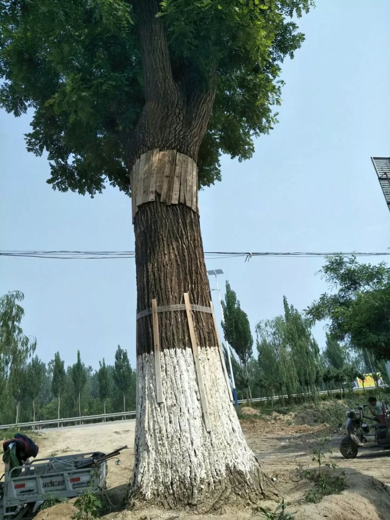 国槐
