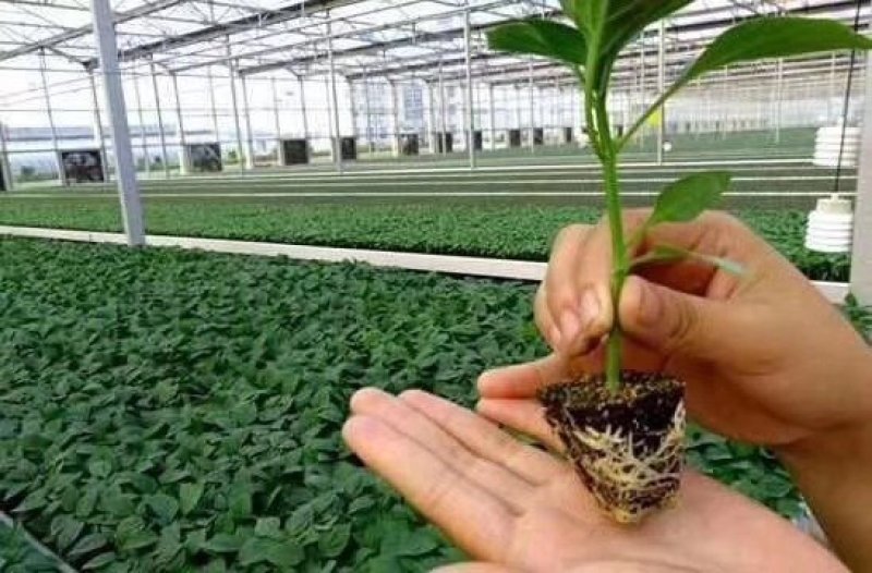 云南怒江州有机肥千益生物菌发酵有机肥猪粪鸡粪禽畜粪便