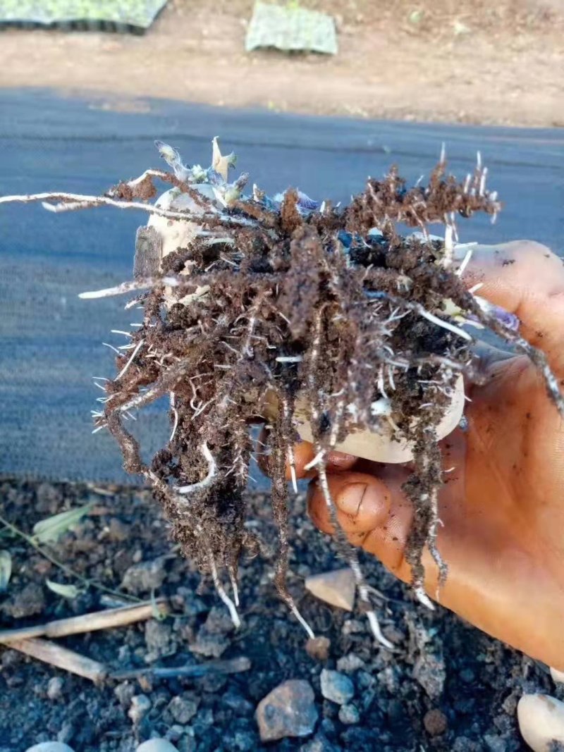 云南怒江州有机肥千益生物菌发酵有机肥猪粪鸡粪禽畜粪便