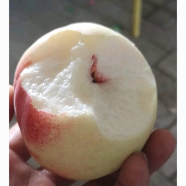 奶白桃，新鲜上市中，量大从优，支持电商一件代发