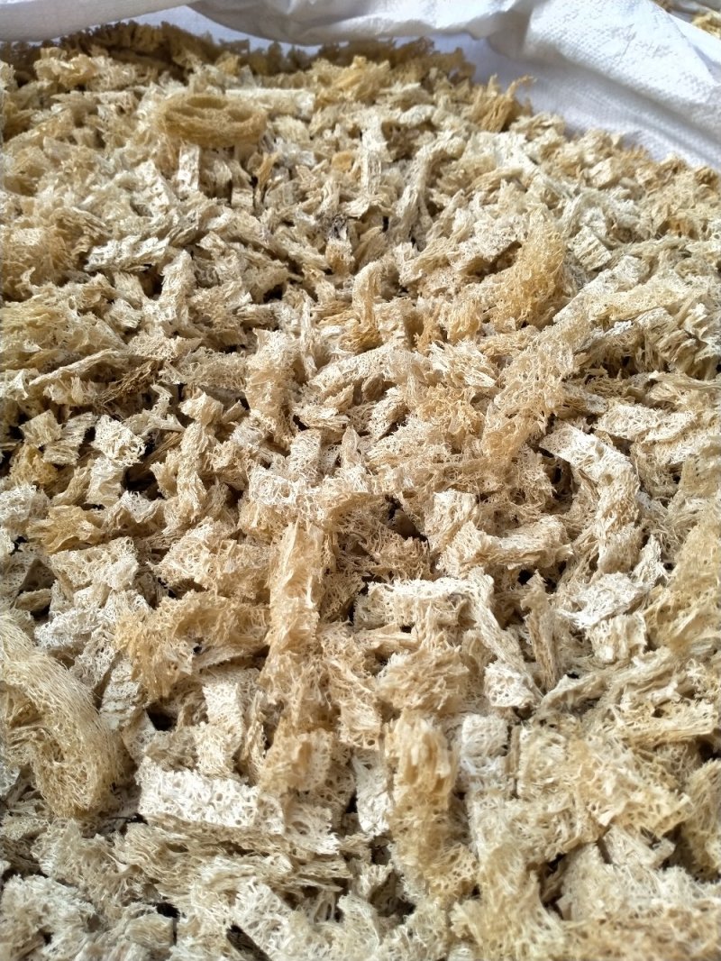 丝瓜络！切段！整棵规格齐全！一手货源大货批发价格优