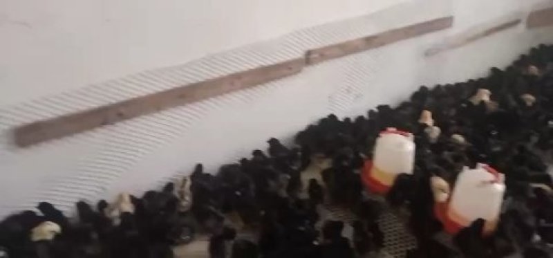 【正宗】五黑鸡苗，绿壳蛋鸡苗黑鸡苗包教技术包疫苗放心苗