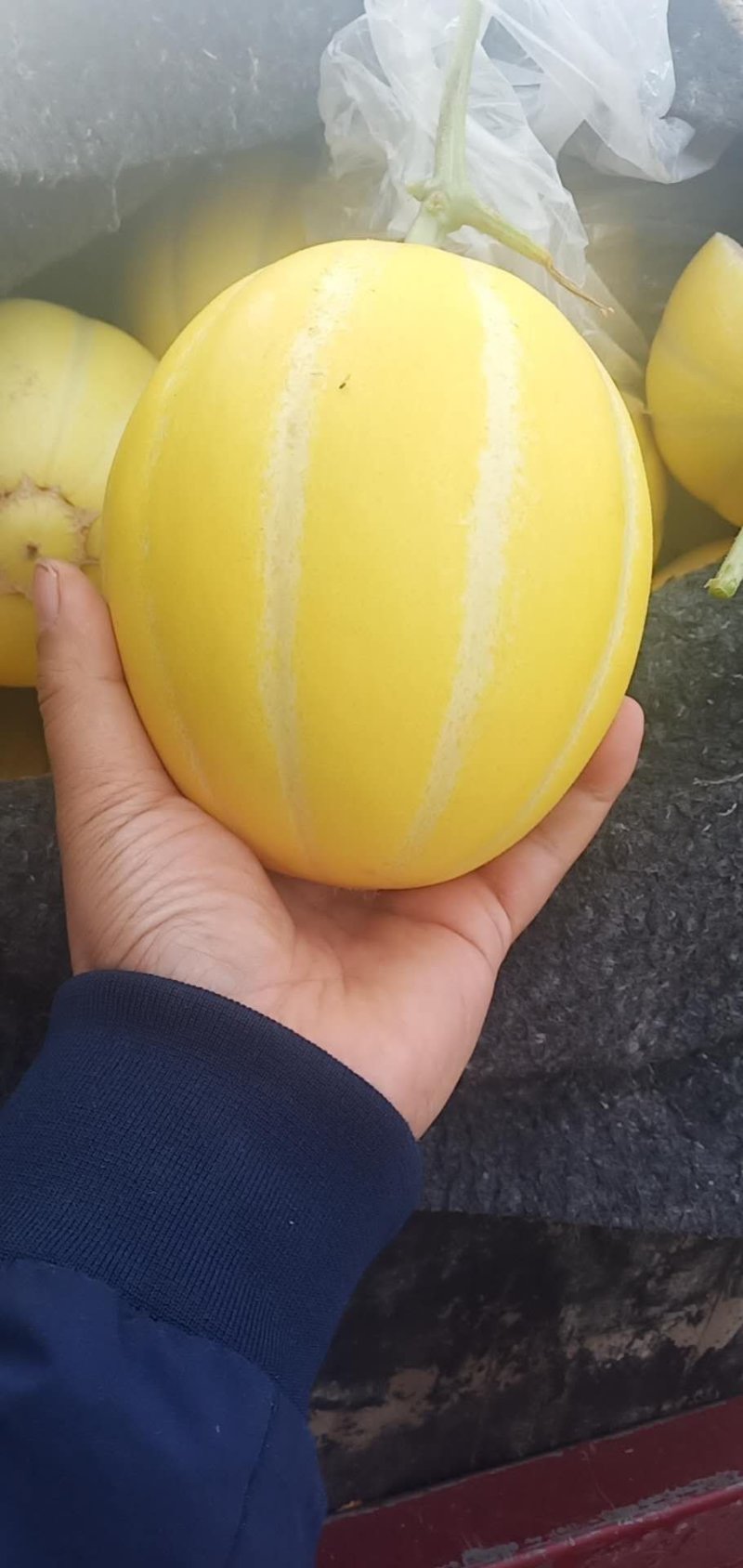 西密甜瓜