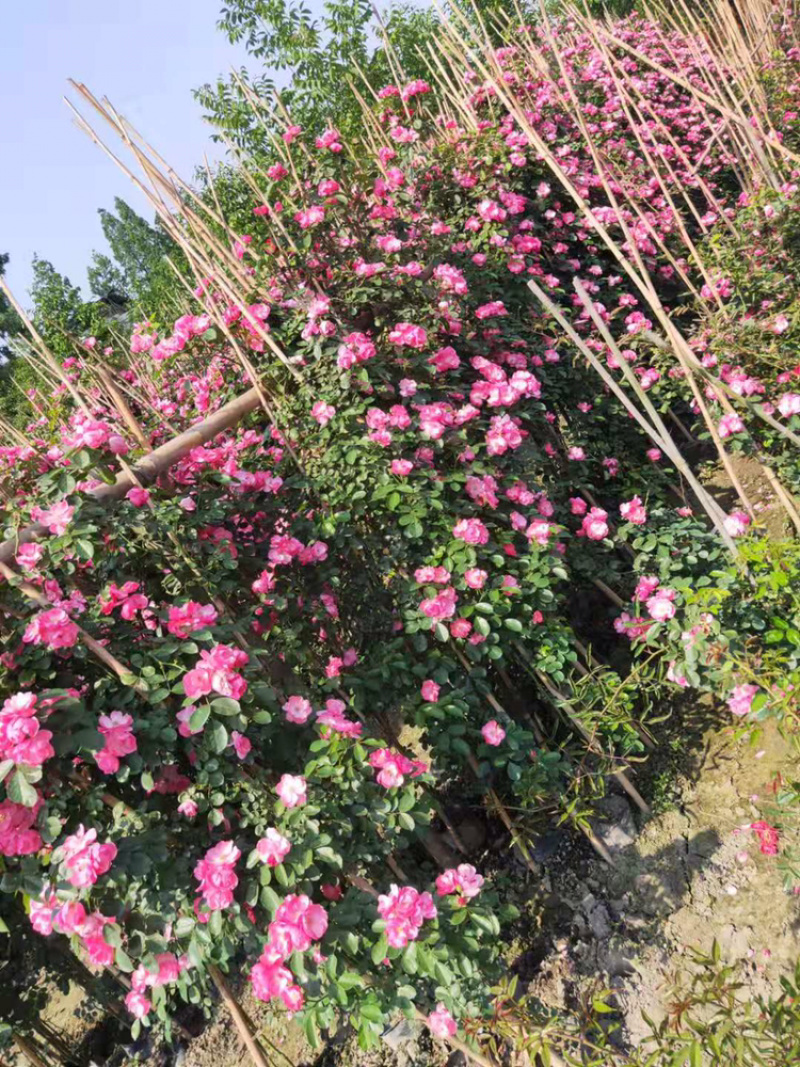 藤本月季大花月季，丰花月季钻石月季大红袍月季