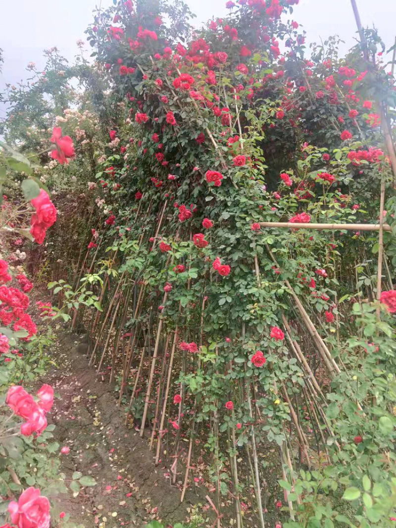 藤本月季大花月季，丰花月季钻石月季大红袍月季