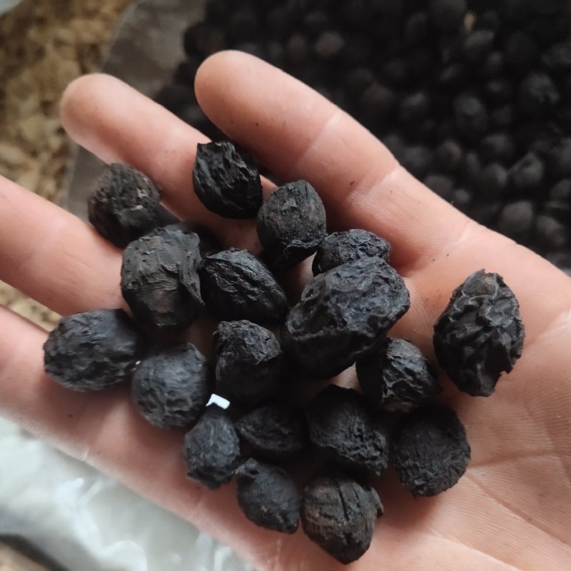 乌梅大统货有肉新货关书药业