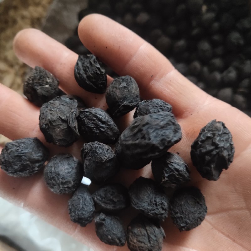 乌梅大统货有肉新货关书药业