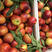 精品油桃，河南商丘中油四号油桃大量供应，产地直发一手货源