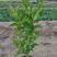 红王子锦带（锦带苗）绿化工程专用苗木红王子锦带）种植基地