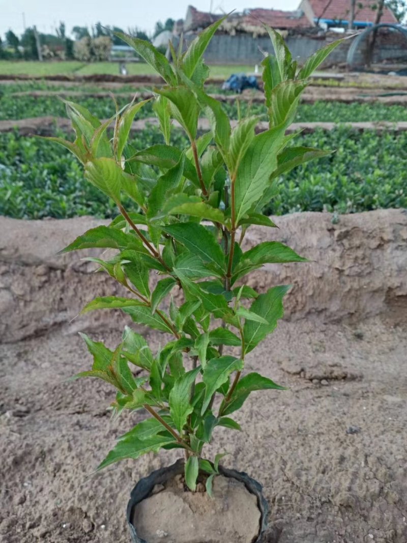红王子锦带（锦带苗）绿化工程专用苗木红王子锦带）种植基地