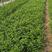 红王子锦带（锦带苗）绿化工程专用苗木红王子锦带）种植基地