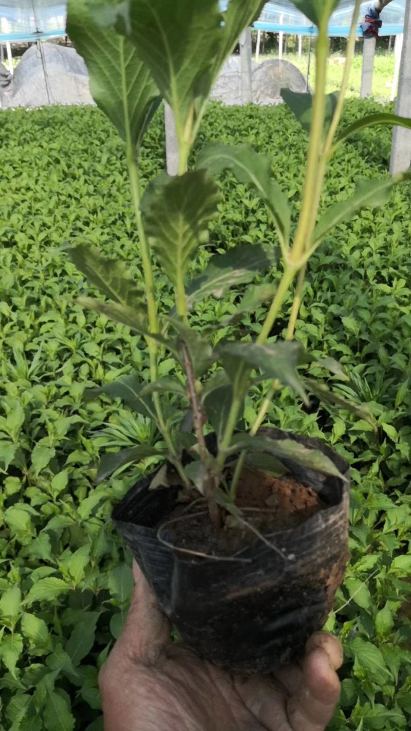 红王子锦带（锦带苗）绿化工程专用苗木红王子锦带）种植基地