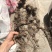 穿山龙纯野生大货精品穿山龙