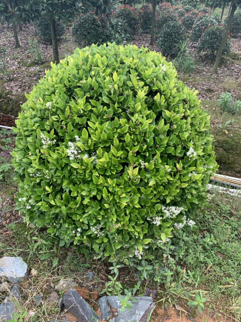 金森女贞苗30~40cm，大量供应小苗及球类。