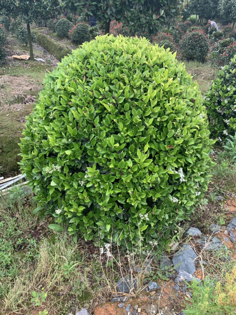 金森女贞苗30~40cm，大量供应小苗及球类。