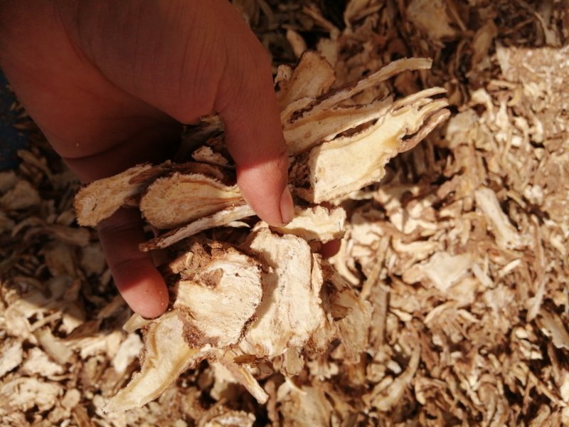 当归甘肃岷县农家自产当归头片产地直销一手货源质保