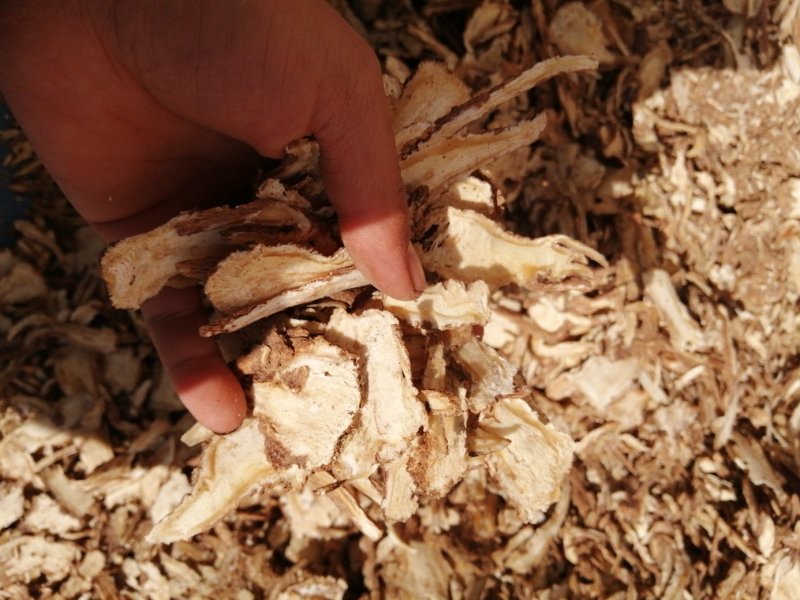 当归甘肃岷县农家自产当归头片产地直销一手货源质保
