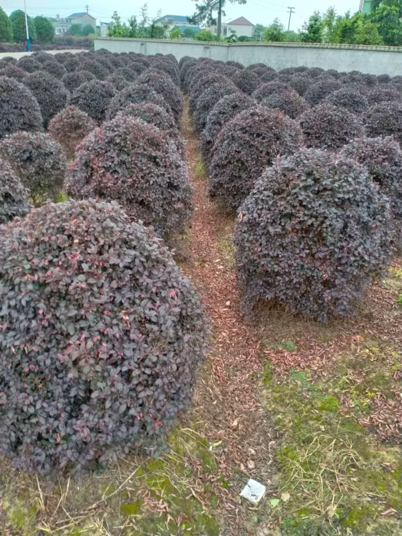 精品红继木球，球形优美，农户直销，大量出售