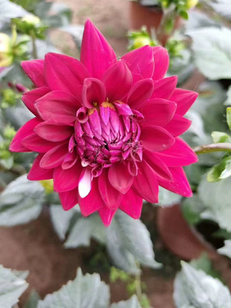 小丽花盆栽大丽花盆棵型大花苞多耐旱耐寒多年生