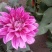 小丽花盆栽大丽花盆棵型大花苞多耐旱耐寒多年生
