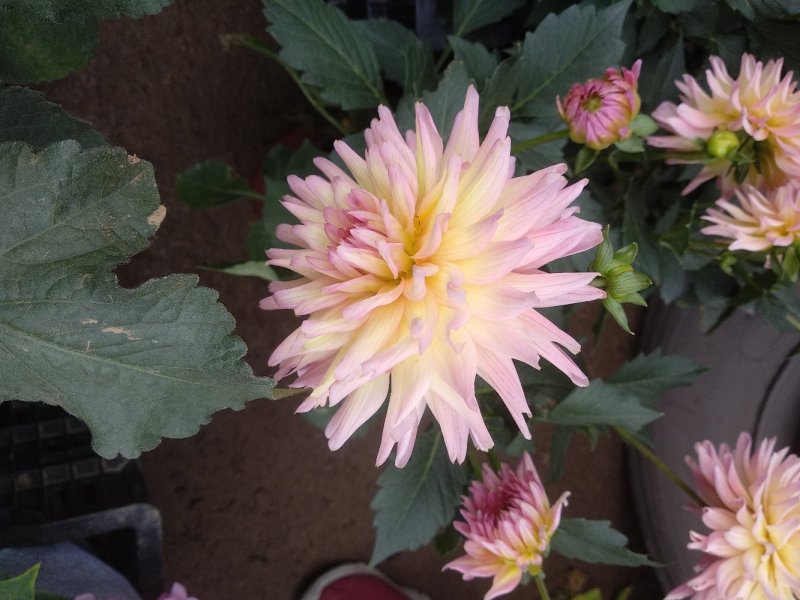 小丽花盆栽大丽花盆棵型大花苞多耐旱耐寒多年生