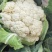 【精品】菜花〔商超品质价格低廉〕代发全国