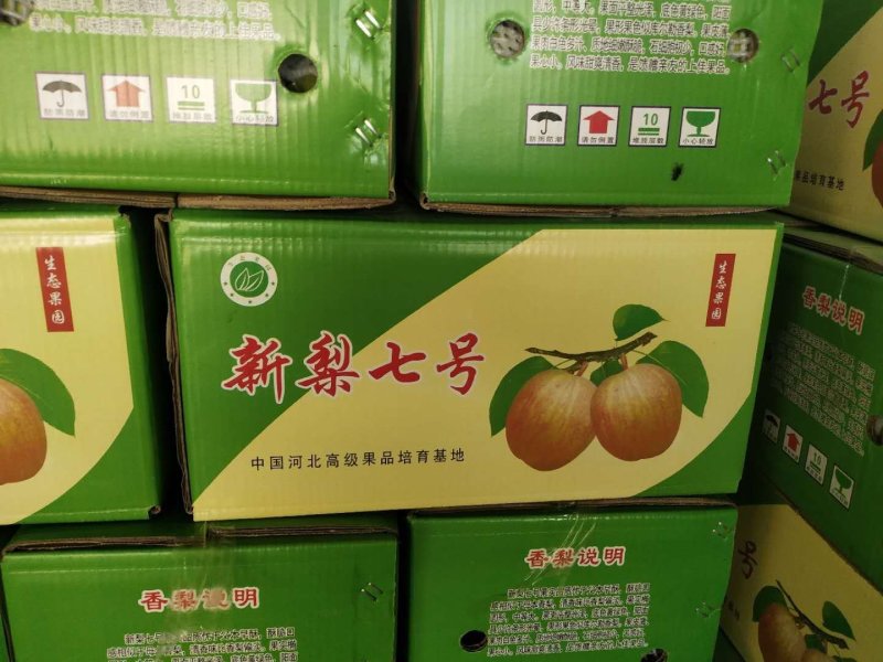 梨/新梨七号/绿宝石梨/白宝石梨/河北石家庄赵县