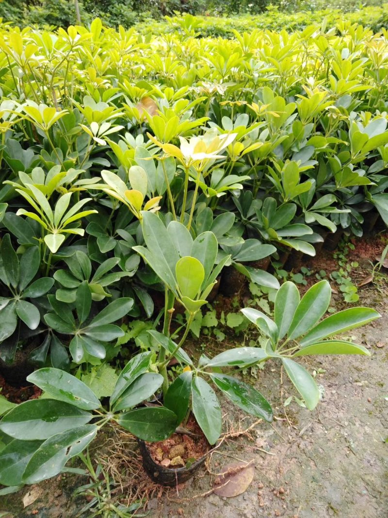 鸭脚木小袋中袋鸭脚木大量出售