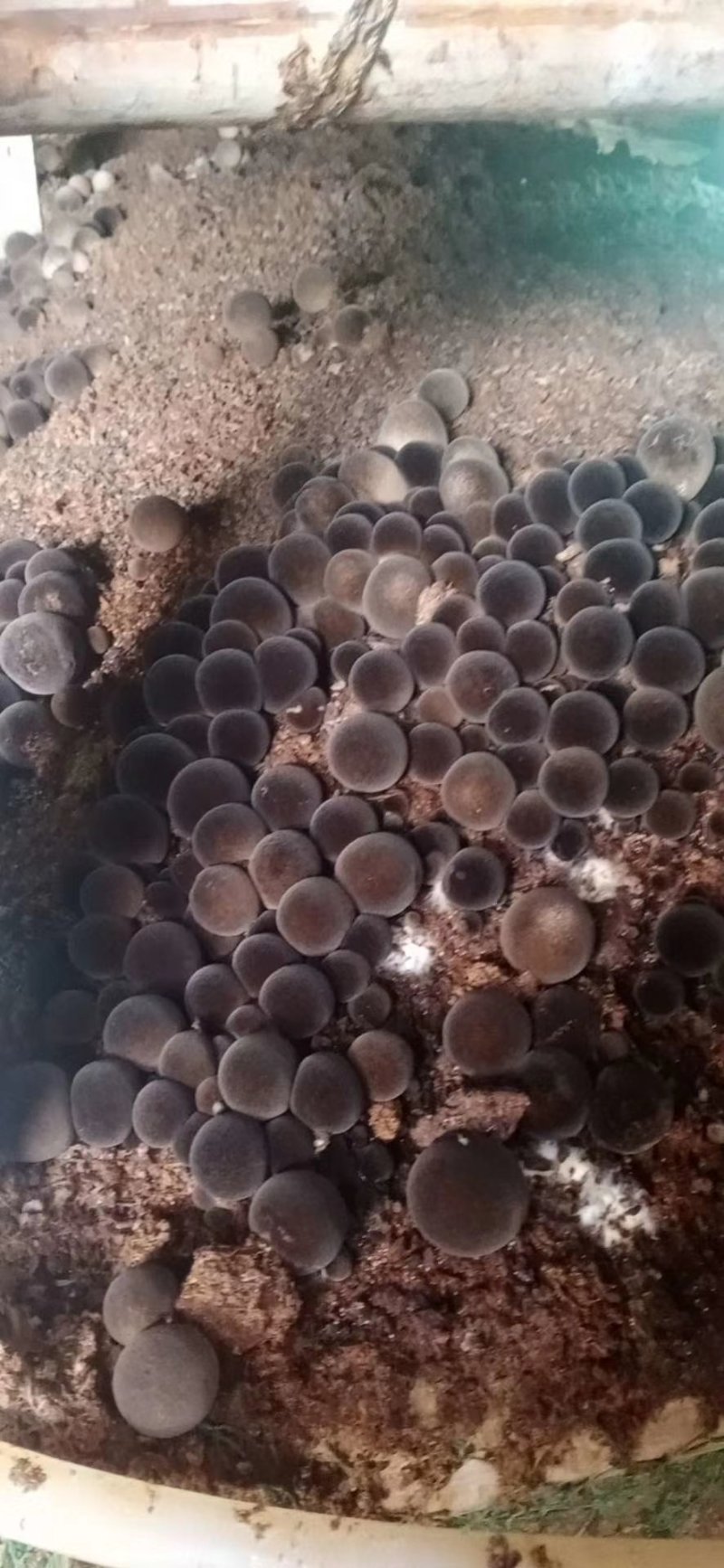 草菇