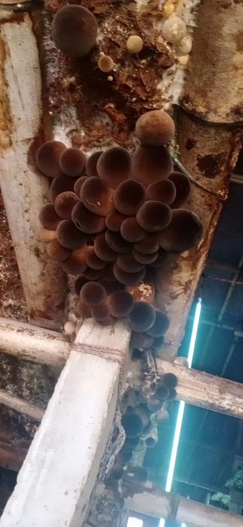 草菇