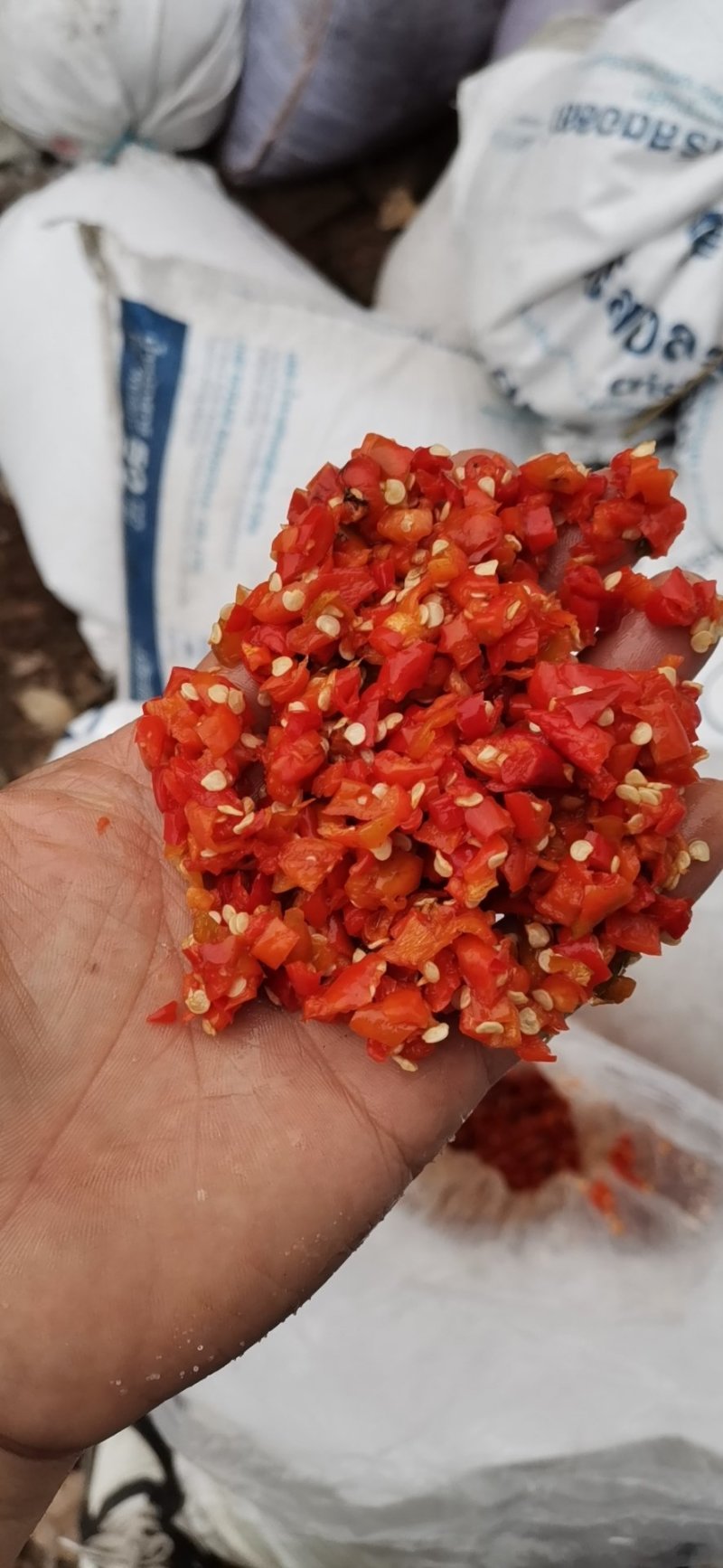 金塔精品剁椒辣椒主产地，