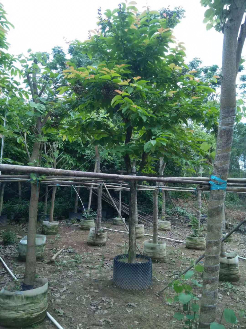 大花紫薇
