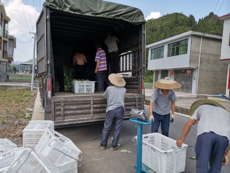 甘蓝