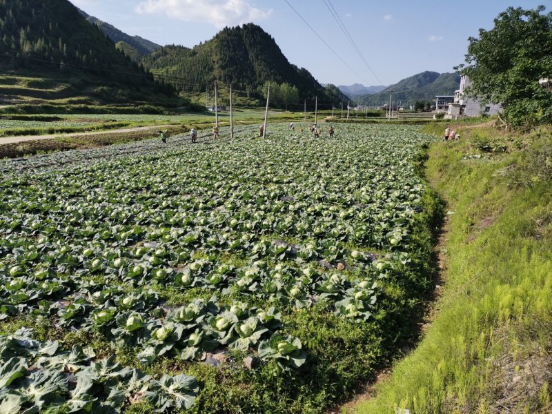 甘蓝