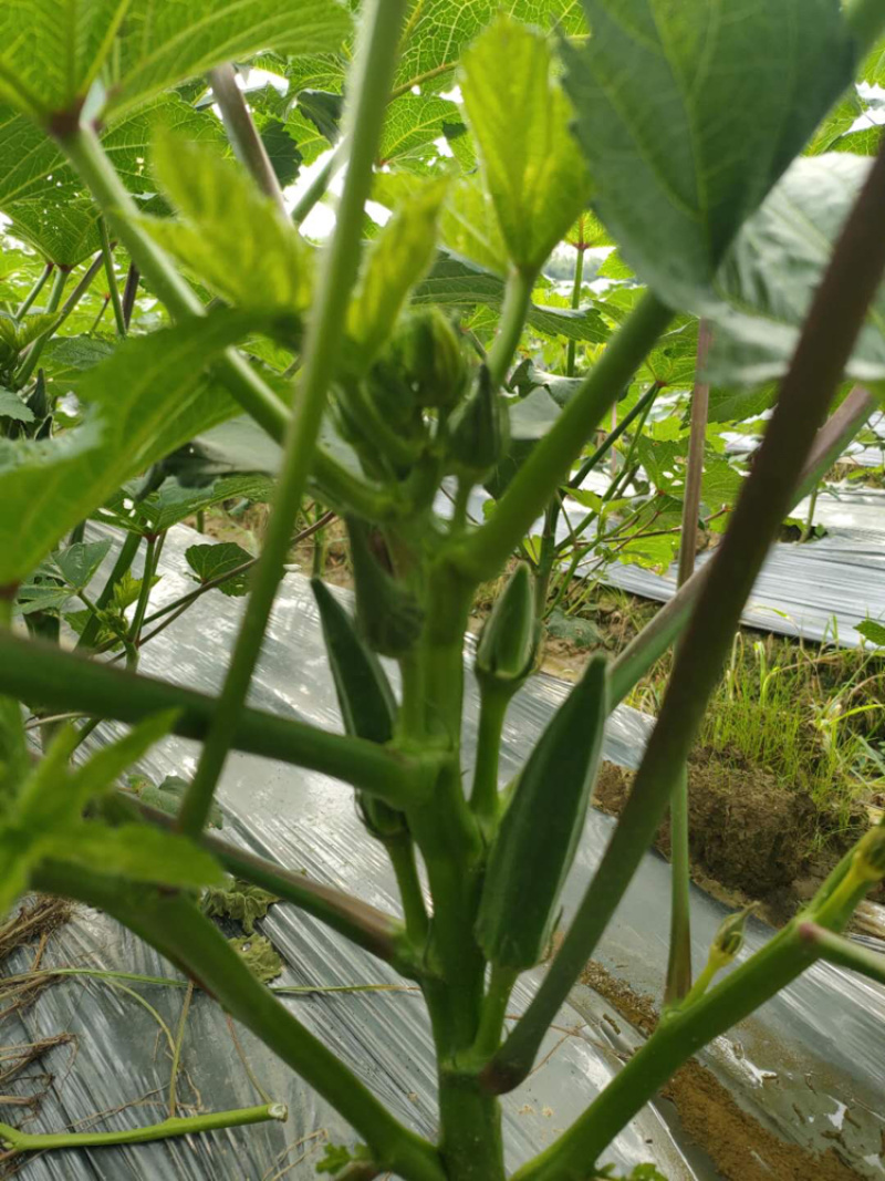大量黄秋葵上市…品质杠杠的…