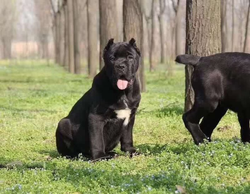 血统卡斯罗精品卡斯罗幼犬出售