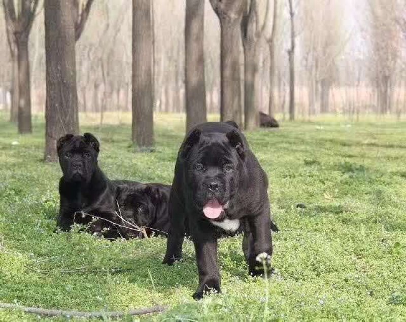 血统卡斯罗精品卡斯罗幼犬出售