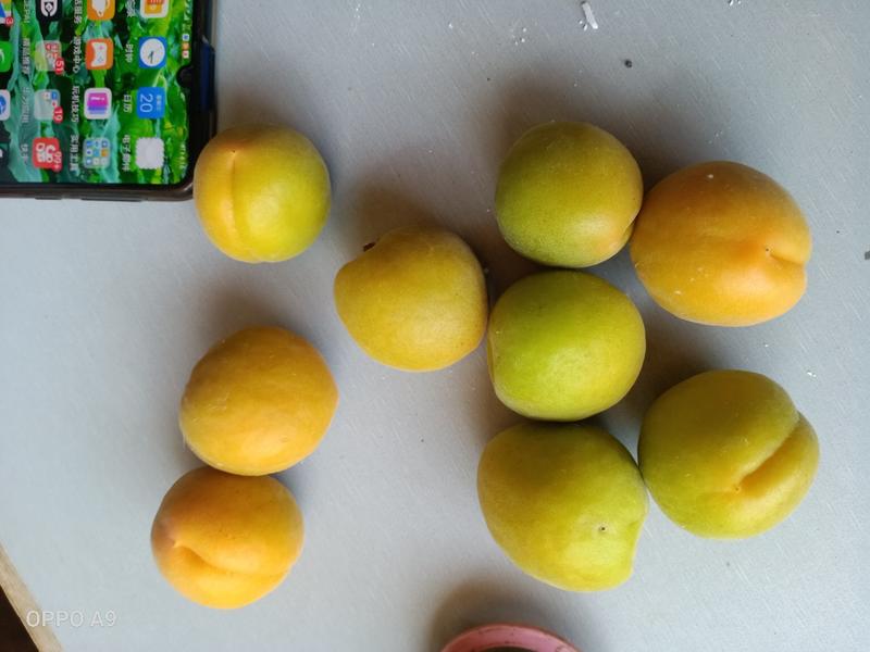 金太阳杏适合各种深加工电商、商超、零售，批发市场