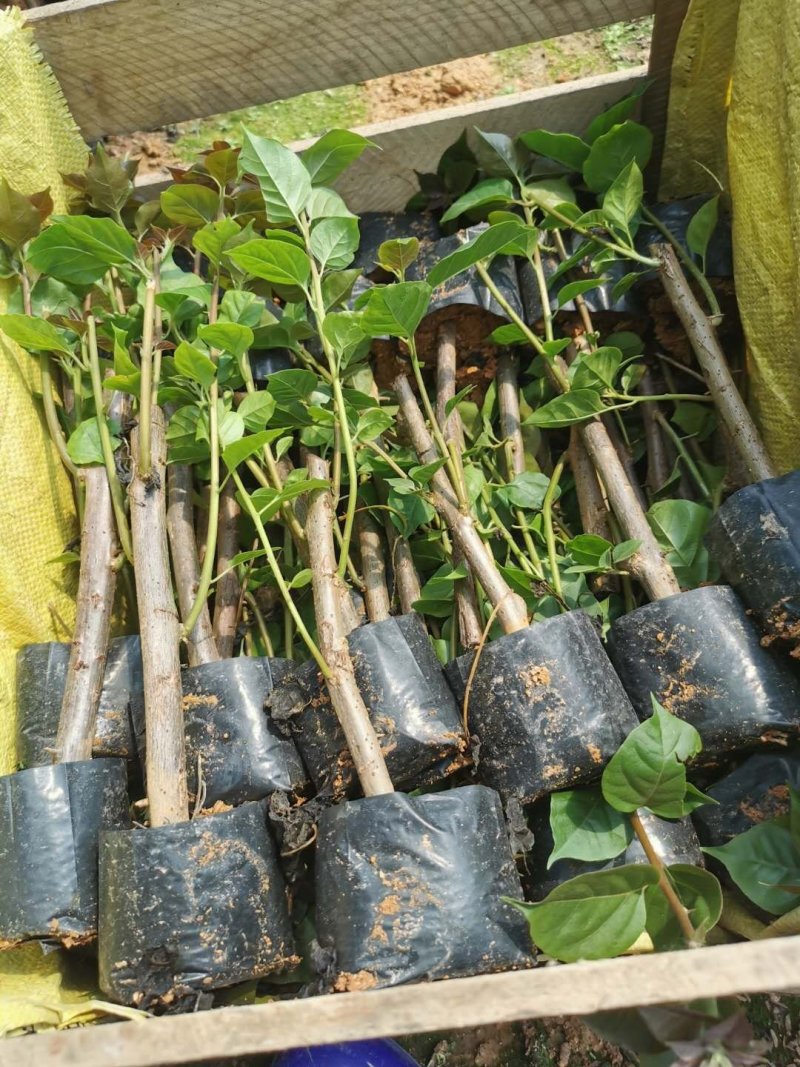 三角梅培育袋小苗花农直销基地一手货源质量保障欢迎来场选购