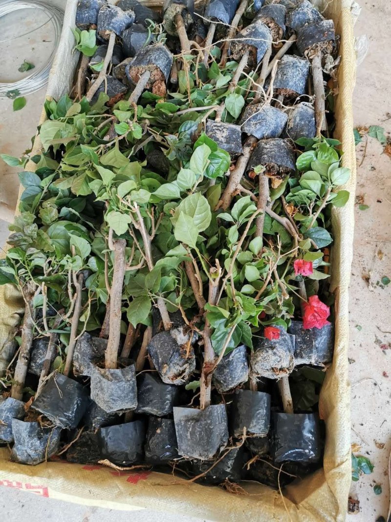 三角梅培育袋小苗花农直销基地一手货源质量保障欢迎来场选购